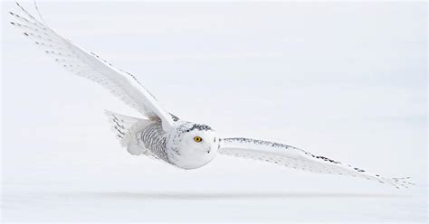 Snowy Owl Habitat