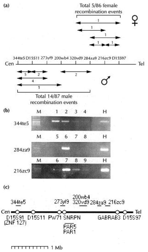 Imprinted Chromosomal Regions Of The Human Genome Display Sex Specific