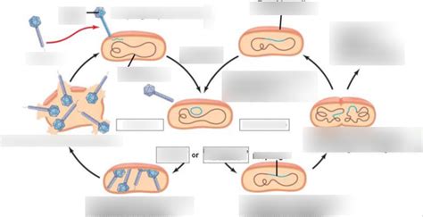 Lytic And Lysogenetic Cycle Diagram Diagram Quizlet