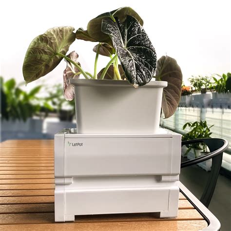 Letpot™｜1 Unit Self Watering Pot To Build Smart Plant Pot Letpots Garden