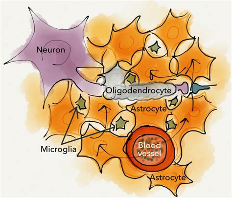 Glial Cells Provide Metabolic Support While Buffering The Extracellular