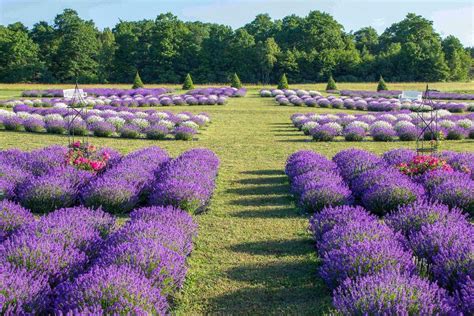 11 U.S. Lavender Farms You Can Visit