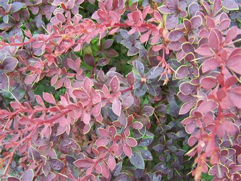 Berberis stenophylla