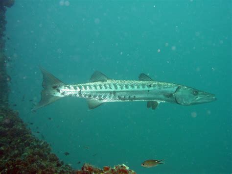 Peces Barracuda Sphyraena Barracuda Dsc Invemar Banco De