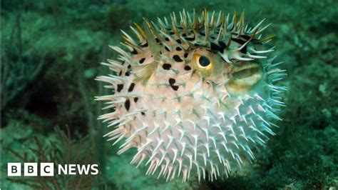 Inflatable Puffer Fish Pill Could Track Patient S Health