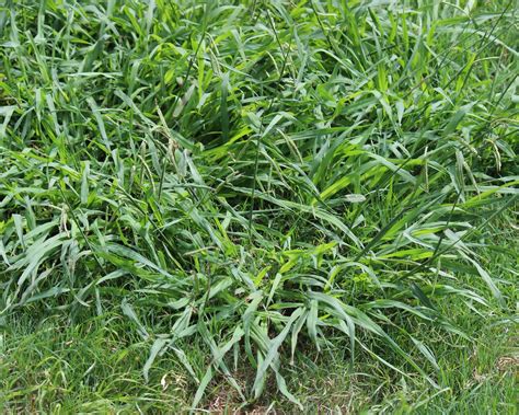 How To Get Rid Of Crabgrass Easy Steps To A Weed Free Lawn Homes