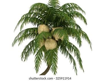 Piggy Bank Growing Coconut Palm Tree Shutterstock