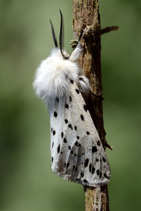 White Ermine Moth Moth Cool Insects Ermine