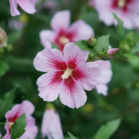 Purple Pillar Rose Of Sharon My Proven Winners Colorchoices