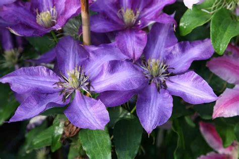 Clematis Patens Daniel Deronda Yougardener