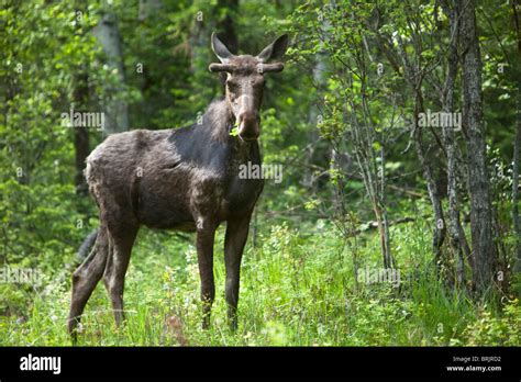 Bull Moose Hi Res Stock Photography And Images Alamy