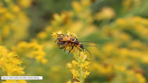 Goldenrod soldier beetle - Alchetron, the free social encyclopedia