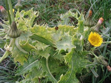 Sonchus Oleraceus: Facts, benefits, grow and care tips