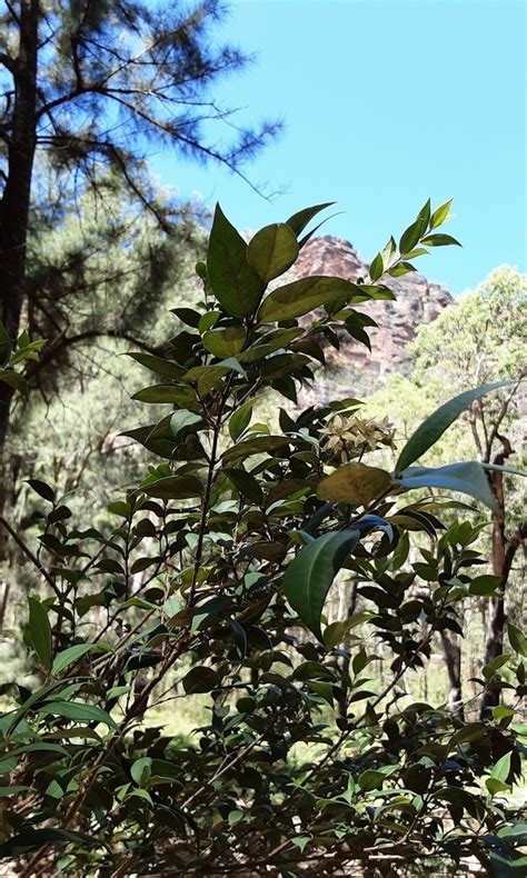 Grey Myrtle From Glen Davis NSW 2846 Australia On February 05 2023 At