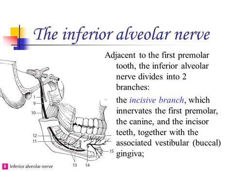 Inferior Alveolar Nerve Distribution