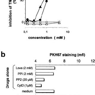 Daudi Burkitt Lymphoma And Several Other Tumor Cells Stimulate Synaptic