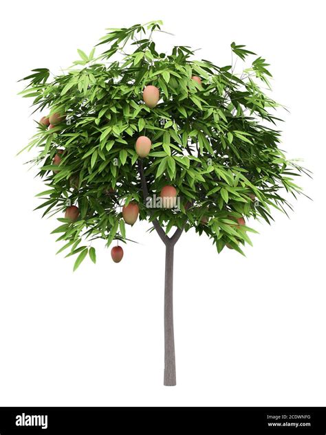 Mango tree trunk hi-res stock photography and images - Alamy