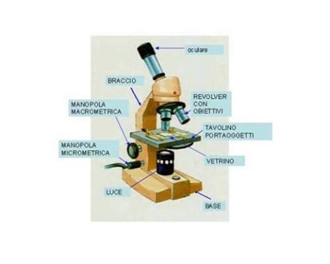 Il Mondo Microscopico Annalisaderegibuscapovolta