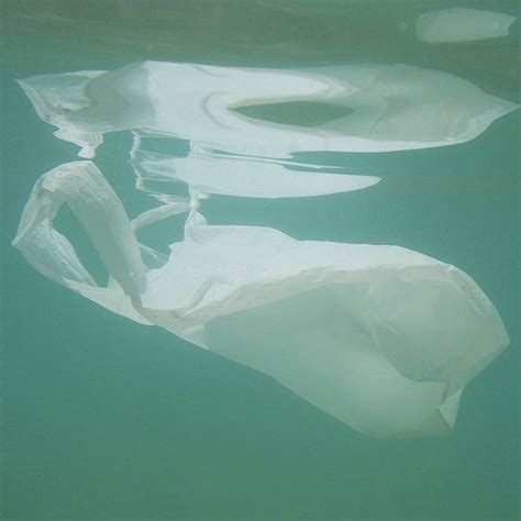 How do Biodegradable Plastic Bags Affect Ocean Life | OCSEF