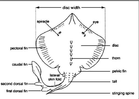 Give Well Labeled Diagram Of Electric Ray