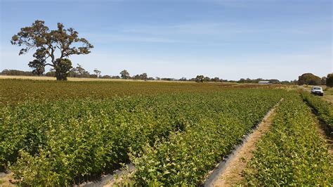 And another Grafting Season starts in Australia. : r/Roses