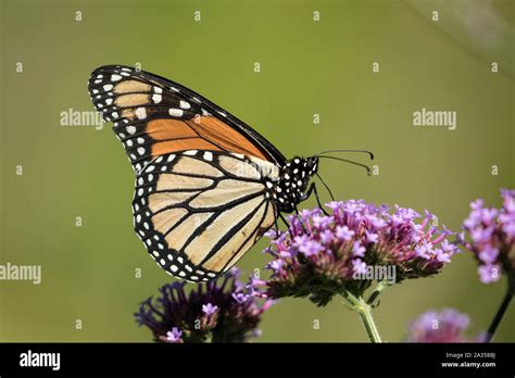 Closeup Of Monarch Butterfly Danaus Plexippus Taking Nectar From