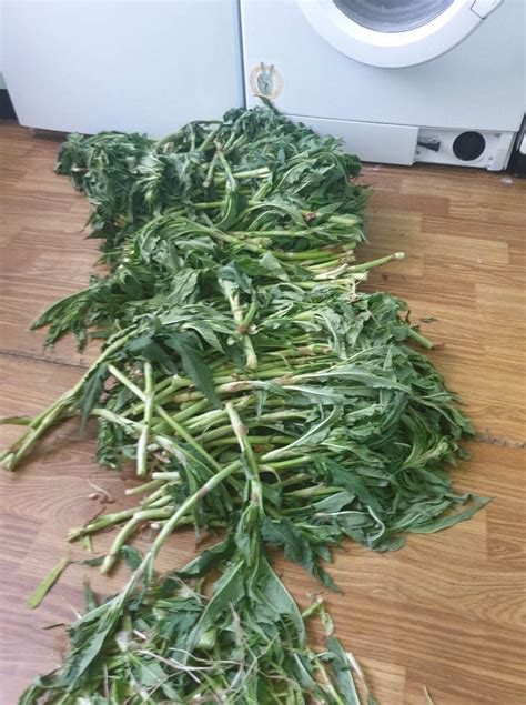 Кислятка - горная трава | Пикабу