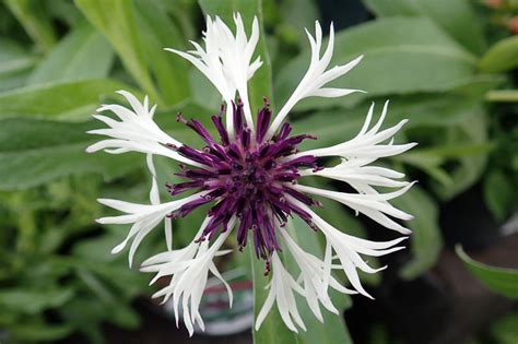 Centaurea Montana Amethyst In Snow Mountain Cornflower