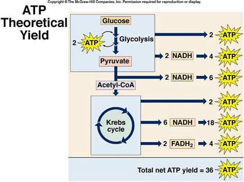 Pin By Ashley Danelz On Biochemical Medical Biochemistry Biology