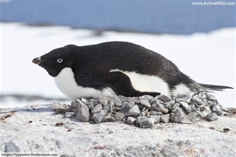 Adélie Penguin Facts For Kids & Adults: Pictures, Information & Video