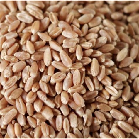 Bulk Grains Organic Winter Wheat Berries Hard Red Single Bulk Item