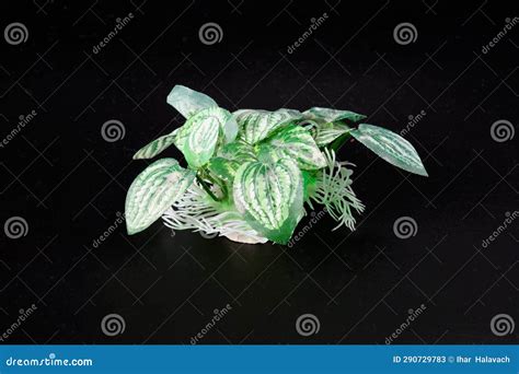 Artificial Aquarium Plant on a Black Background Stock Image - Image of ...