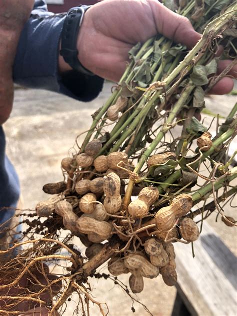 Peanut Plants