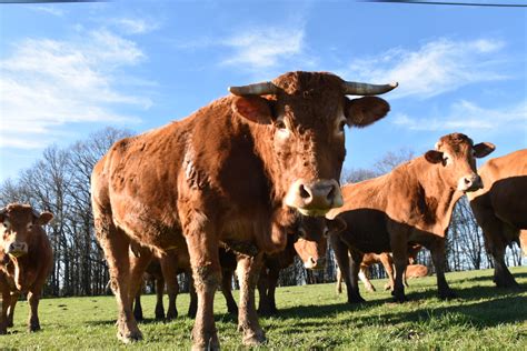 Projet Collectif Eleveur Et Engag Un Futur Groupe Dans Lindre