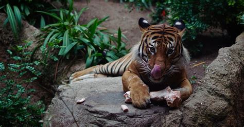 Photo of Tiger Eating · Free Stock Photo