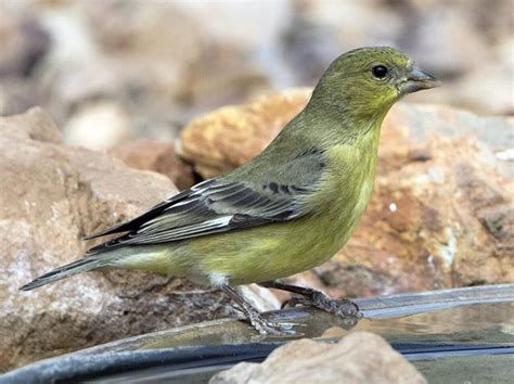 Lesser Goldfinch Celebrate Urban Birds