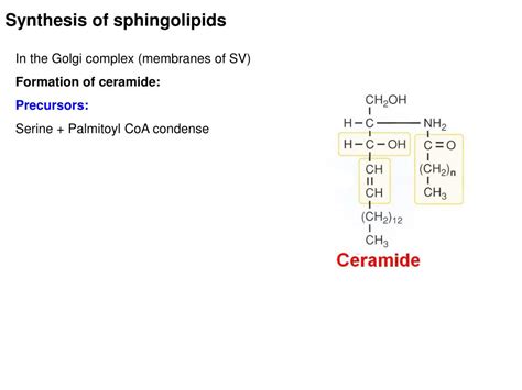 Ppt Metabolism Of Acylglycerols And Sphingolipids Powerpoint Presentation Id4666649