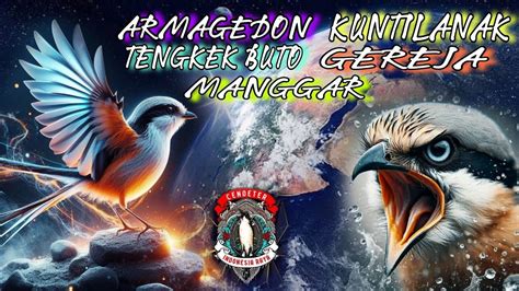 Masteran Cendet Full Tembakan Panjang Armagedon Gereja Tarung