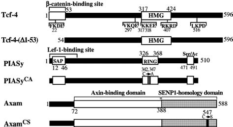 Schematic Representation Of Tcf Piasy And Axam Constructs Used In