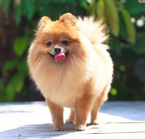 Fox Pomeranian Haircut – Step by Step Guide!