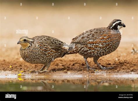 Virginia Quail Northern Bobwhites Colinus Virginianus Tree Quail