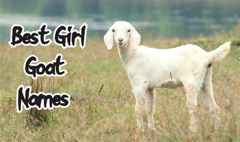 70+ Best & Hilarious Girl Goat Names | Good Names For A Girl Goat