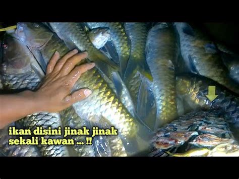 Camping Spearfishing Menyelam Menembak Ikan Mahser Ternyata Ikan Di