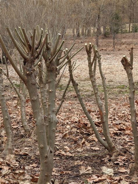 Cutting Back The Pussy Willows The Martha Stewart Blog