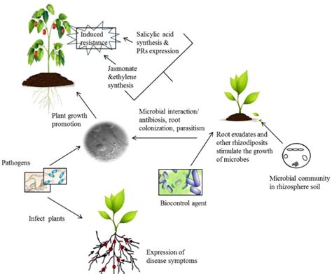 PDF Biocontrol Potential Of Trichoderma And Yeast Against Post