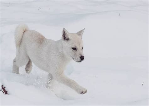 4 month old Kishu inu named Jason