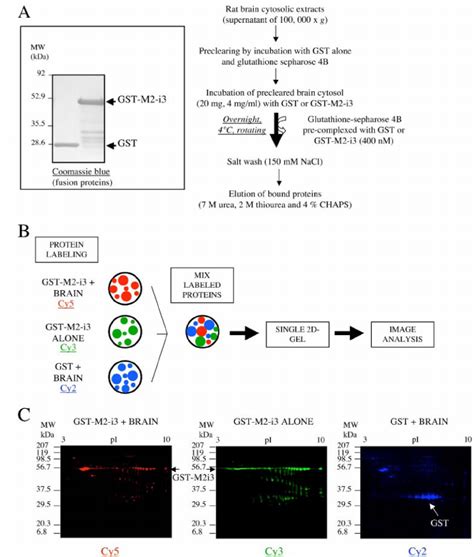 Gst Pulldown Assay And Overview Of Sample Processing Download