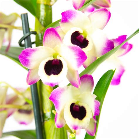 Дендробиум купить