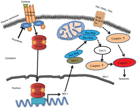 Ruxolitinib Induces Apoptosis Of Human Colorectal Cancer Cells By