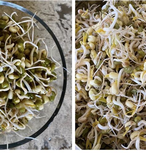 Mung Moong Bean Sprouts How To Sprout Mung Beans Relish Delish